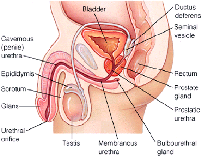 How To Do Gay Male Intercourse 14