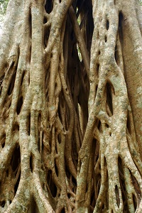 Image of the roots of a strangler fig